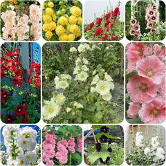 Stockrose - Stockrosensamen Bio Balkon Blumendeko Stockrosen Gartendeko Für Draußen Kräuterpflanzen Balkonpflanzen Ausgefallene Geschenke Topfpflanzen Draußen Winterhart 650Samen
