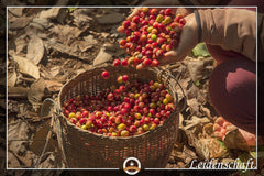Kaffeebohnen Entkoffeiniert - CREMA - 1000g Fein Gemahlen - für Espressokocher, Espressomaschine, Percolator - Schonend Gerösteter Bohnen-Kaffee Säurearm Ohne Koffein Blend