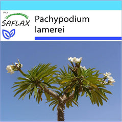 SAFLAX - Geschenk Set - Kakteen - Madagascar - Palme - 10 Samen - Mit Geschenk- / Versandbox, Versandaufkleber, Geschenkkarte Und Anzuchtsubstrat - Pachypodium Lamerei