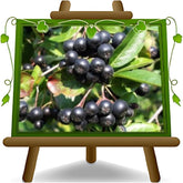 Aronia Melanocarpa Schwarz Obstpflanze Auf Topf Von 20 - Baum Max. 100-120 Cm - 2 Jahre