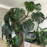 Monstera Pflanze Samen Dachbegrünung Samen Indoor Garten Monstera Samen Zimmerbonsai Bonsai Dekoration Wohnzimmer Kräutersamen Dekopflanzen Gartenpflanzen Winterhart - Seltene 20Pcs