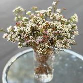 Chamelaucium Uncinatum - Gartenpflanzen Winterhart Mehrjährig Minigarten Für Sonnige Plätze Schnell Wachsende Sträucher Garten Baumsamen Bonsai Luftreinigende Zimmerpflanzen Bonsaibaum 55Samen