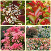 Glanzmispel Red Robin, Schnellwachsende Sträucher Photinia Fraseri Red Robin, Balkonpflanzen Exotische Stauden Winterhart Mehrjährig 900Samen