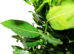 KENTIS - Laurus Nobilis Lorbeer Pflanze - Immergrüne Echte Aussenpflanzen – Hoch 60-80 Cm Topf Ø 18 Cm