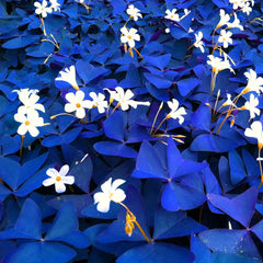 Lebende Pflanzen,Mehrjährige Blumenzwiebel ist winterhart, Winterhart pflanzen, Mysteriöse magische Glühbirne, Blumenzwiebel Mix-4 Oxalis Triangularis Blumenzwiebeln