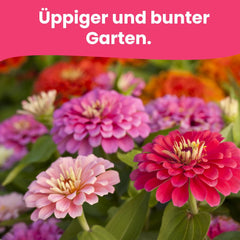 LERAVA květinová semena (12 odrůd) - zimní mrazuvzdorné trvalky - zahradní a balkónová semena - rychlé klíčení pro snadné setí - nenáročná na údržbu květinová směs pro nepřetržité kvetení