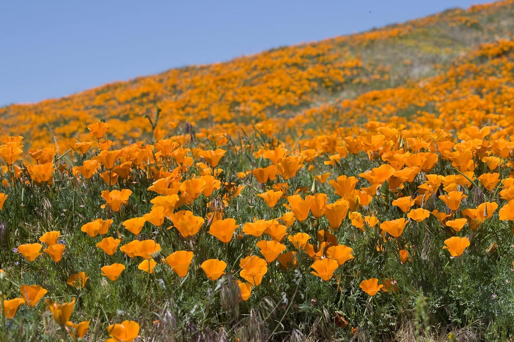 1000 kalifornských máků (Eschscholzia californica), divoká louka, včelí pastviny.