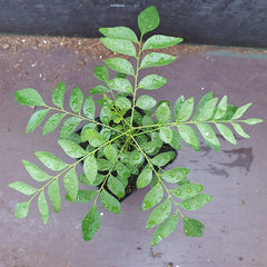 1 Curryblatt Baum | Murraya Koenigii | Aus Samen gezogen | Selten in der EU | Indische & Sri Lankische Zimmerpflanze | 10-15cm Höhe in 7cm Topf | Curry Pflanze | Bergera Koenigii