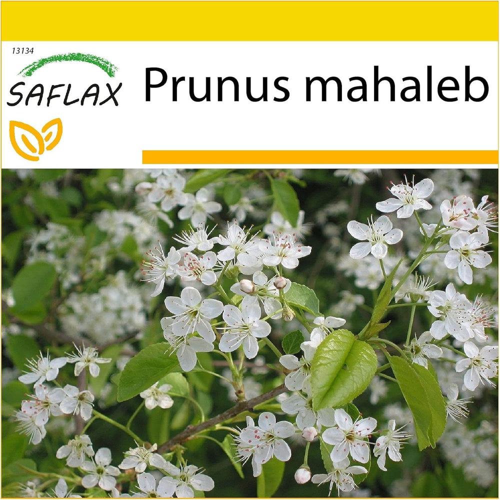 SAFLAX - Felsenkirsche - 30 Samen - Mit Keimfreiem Anzuchtsubstrat - Prunus Mahaleb