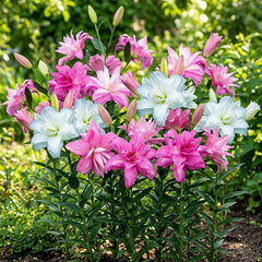 Vytrvalé cibulky lilie - Orientální lotosový mix - 10 cibulí - Exkluzivní holandské květinové cibulky - Pro zahradu a květináče (velké bezsemenné cibulky, ne umělé)