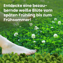 LERAVA Klee Samen (50 M²) - Mikroklee Samen Mähfrei - Weißklee Für Schattige Und Sonnige Flächen - Verbesserte Bodenqualität Durch Stickstofffixierung - Kleesamen Für Pflegeleichte Kleerasen
