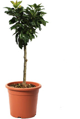KENTIS - Zwergbirnenpflanze - Pyrus Communis - Echte Freilandpflanzen - Obstbaum - Kulturtopf Ø 24 Cm