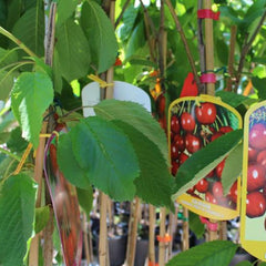 Sauerkirschbaum Amarena Montmorency – Obstpflanze Im Topf Ø 24/26 Cm, Höhe 160-180 Cm, Alter: 4 Jahre – Italienische Baumschule