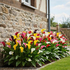 Calla Lilien Zwiebeln Winterhart Mehrjährig - Zantedeschia - 10 velkých Blumenzwiebeln, 5 Sorten Mix - Echte Pflanzen aus Holland - für Garten und Topf (große Knollen, kein Samen und nicht künstlich)