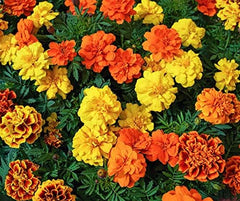 La Verde MOJE ZAHRADA A JÁ. Tagetes Bonita Mix květinová semínka na cca. 100 rostlin, dlouho kvetoucí měsíčky, dvojité květy, semena bez GMO