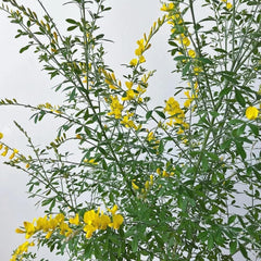 Ginster, Für Sonnige Plätze Cytisus Scoparius, Balkonpflanzen Nachhaltige Geschenke Steingartenpflanzen Winterhart Garten Geschenke Für Frauen 80Samen