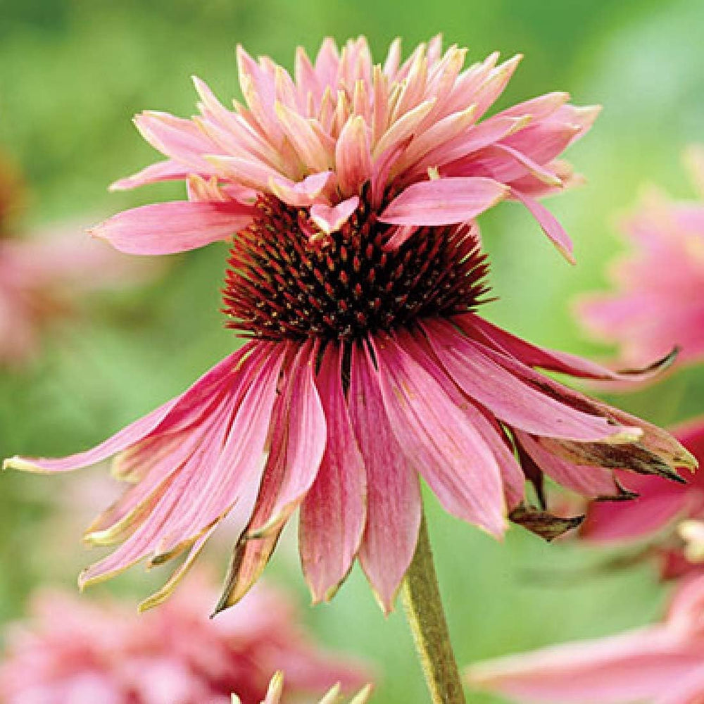 6 x Garten Scheinsonnenhut 'Doubledecker' - Echinacea Purpurea 'Doubledecker' Květináč 9x9cm: Doppelte Blüten, einzigartige Optik, zieht Bienen an, ideal für Gärten.