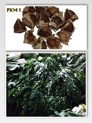 Moringa - Moringa oleifera - 100 semen *Také nazývaný křen*