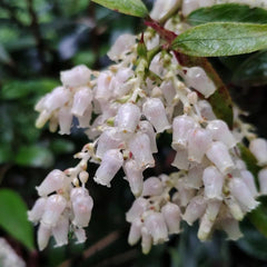 Leukothea - Leucothoe Axillaris - Gartendeko Für Draußen Exotische Heilkräuter Garten Geschenk Wildkräuter Blumenwiese Kräutergarten Küche Geschenk Winterharte Garten Sträucher 300Samen