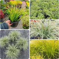 Carex Oshimensis Gartenpflanzen Für Draußen Sträucher Für Den Garten Ziergras Sichtschutz Balkonpflanze Immergrüne Sträucher Winterhart Luftreinigende Zimmerpflanzen Topfpflanzen 300Samen