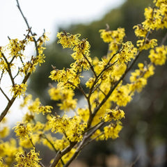 Zaubernuss, Zaubernuss Strauch, Für Sonnige Plätze Hamamelis Mollis, Exotische Gartendeko Für Draußen Balkonpflanzen Winterhart Mehrjährig Herbstblumen 200Samen