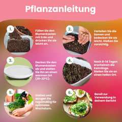 LERAVA Kräutersamen Set – 12 Sorten: Basilikum Samen, Parsilie Samen, Koriandr, Oregano & mehr – Saatgut für frische Kräuter im Garten oder Topf, Premium Samen für Küche & Balkon - Samen set, semena