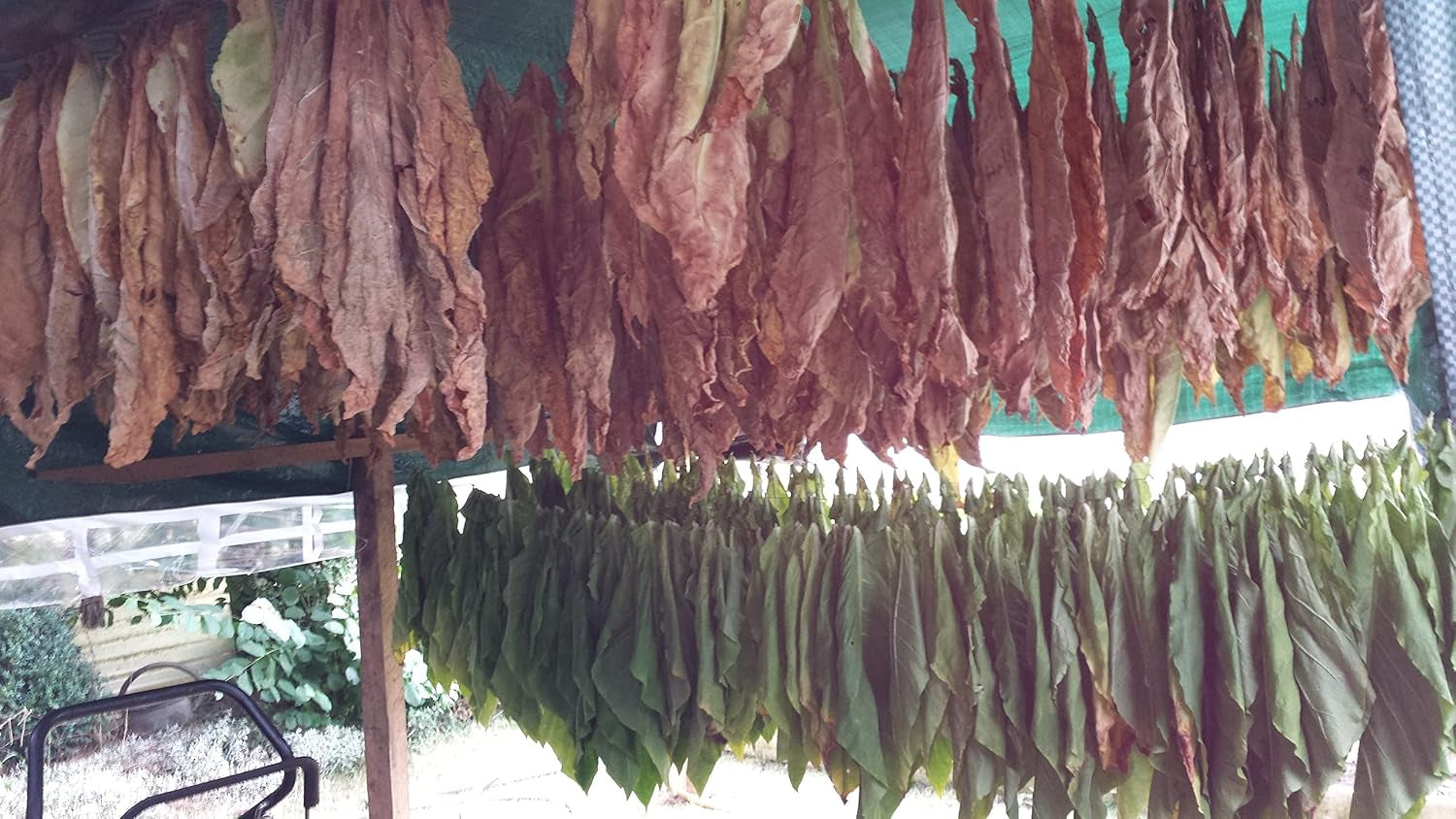 Tobacco Seeds 5x1000 Genuine Smoking Tobacco 5 Variety Virginia, Red Front, Orient Xanthi, Baden Geudertheimer Fresh. Sklizeň 2025