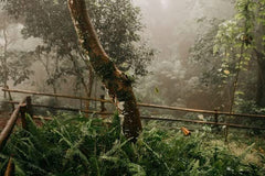 Cafea Arabica mexicană Procurador 1000g