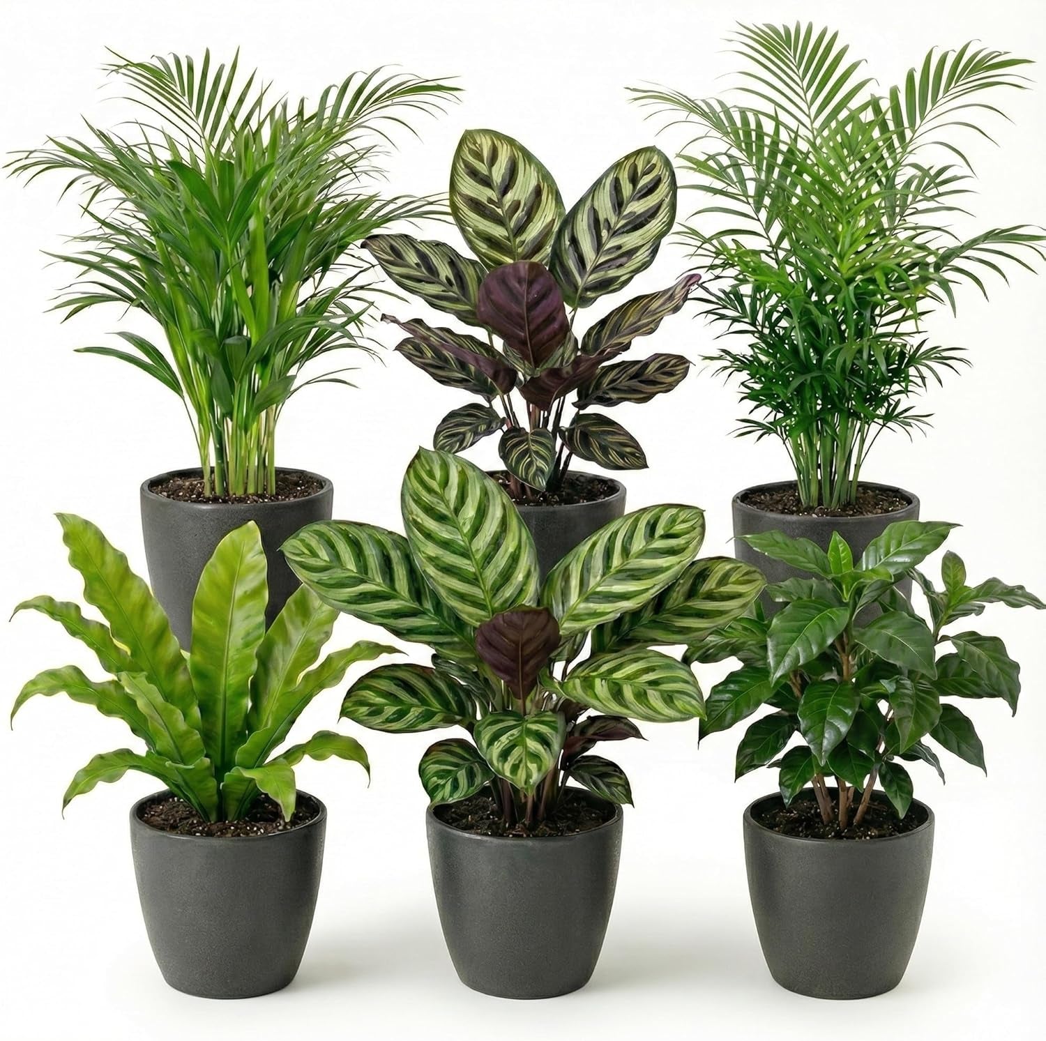 Luftreinigende Pflanzen – 6Er Set Echte Zimmerpflanzen Mit Seegras Töpfen – Tierfreundliche Und Pflegeleichte Grünpflanzen – Ideal Für Wenig Licht – Ø 12 Cm ↥ 40 Cm