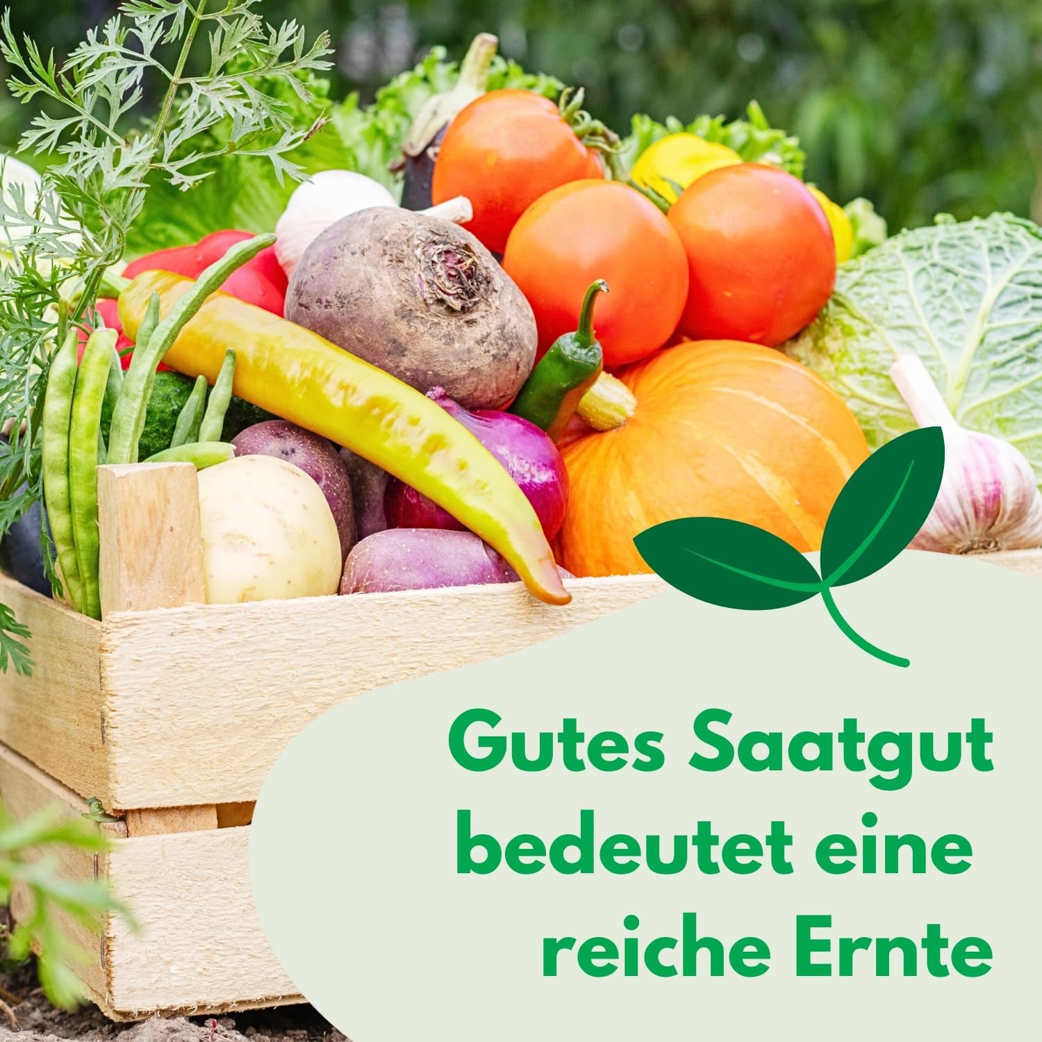 Cosmos Sensation Mix 1g semínek, Cosmos Mix Letní květiny, Zahradní rostliny Balkonové rostliny, Květinová semena