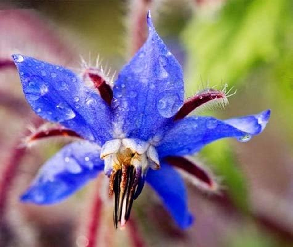 Semena 20ks Borago Officinalis Semena exotických květin Venkovní květinová zahrada Krásná a jasná (Liu Li Ju): 13