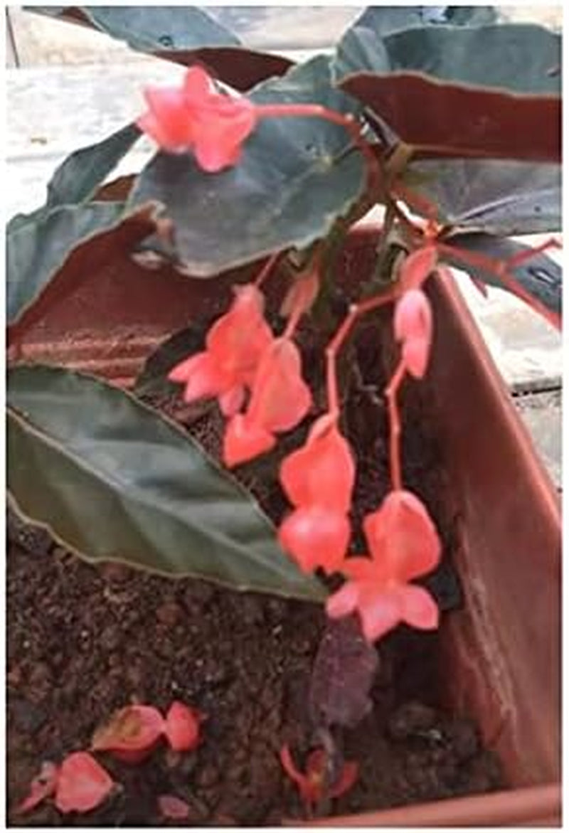 Stk - 10X Begonia Coccinea Ziersträucher Garten Pflanzen - Samen ID331 -