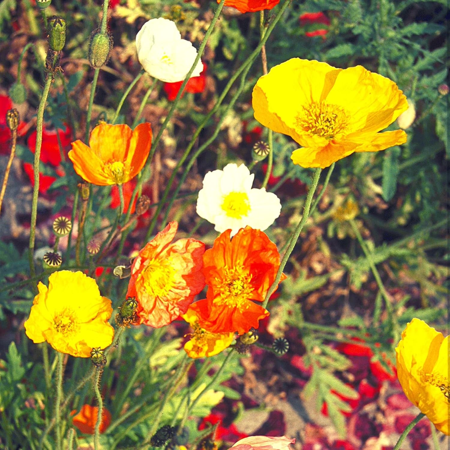 Směs islandského máku (Papaver nudicaule) - Krásně kvetoucí mák s dlouhou dobou květu pro barevnou květinovou louku (Island Poppy)