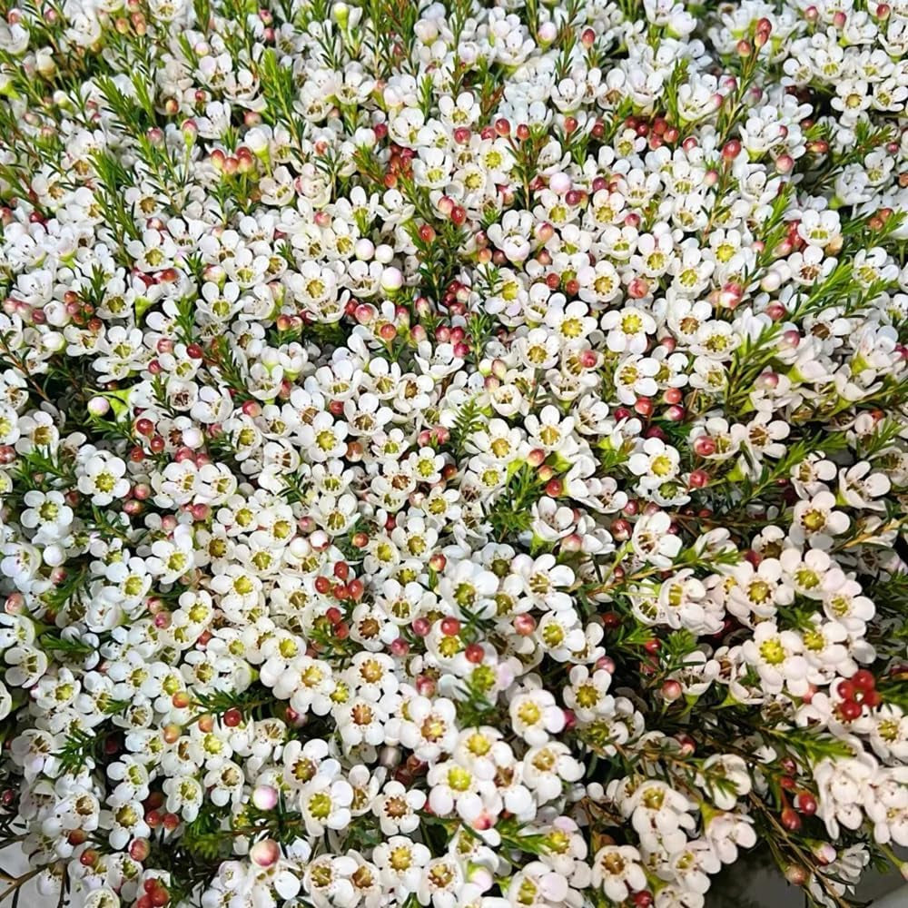 Chamelaucium Uncinatum Balkonpflanzen Frühlingsblumen Zimmerpflanze Immergrüne Blumensamen Gastgeschenk Schnell Wachsende Sträucher Schattenpflanzen Zimmer Zimmerbonsai Schnittblumen 55Samen