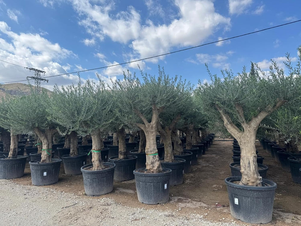 Sunny Tree Olivenbaum Olive '25 Jahre' 160 Cm, A+ Qualität, Winterhart, Olea Lechin Winterhart -18