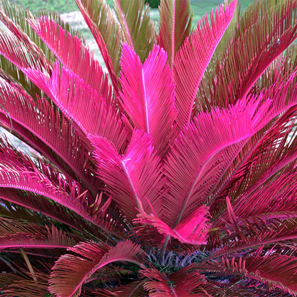 Blumenzwiebel Mix, Winterhart zwiebeln, Winterhart pflanzen, Mehrjährige Blumenzwiebel ist winterhart, Mysteriöse magische Glühbirne-4 Pflanzen Funken Hosta Rhizom