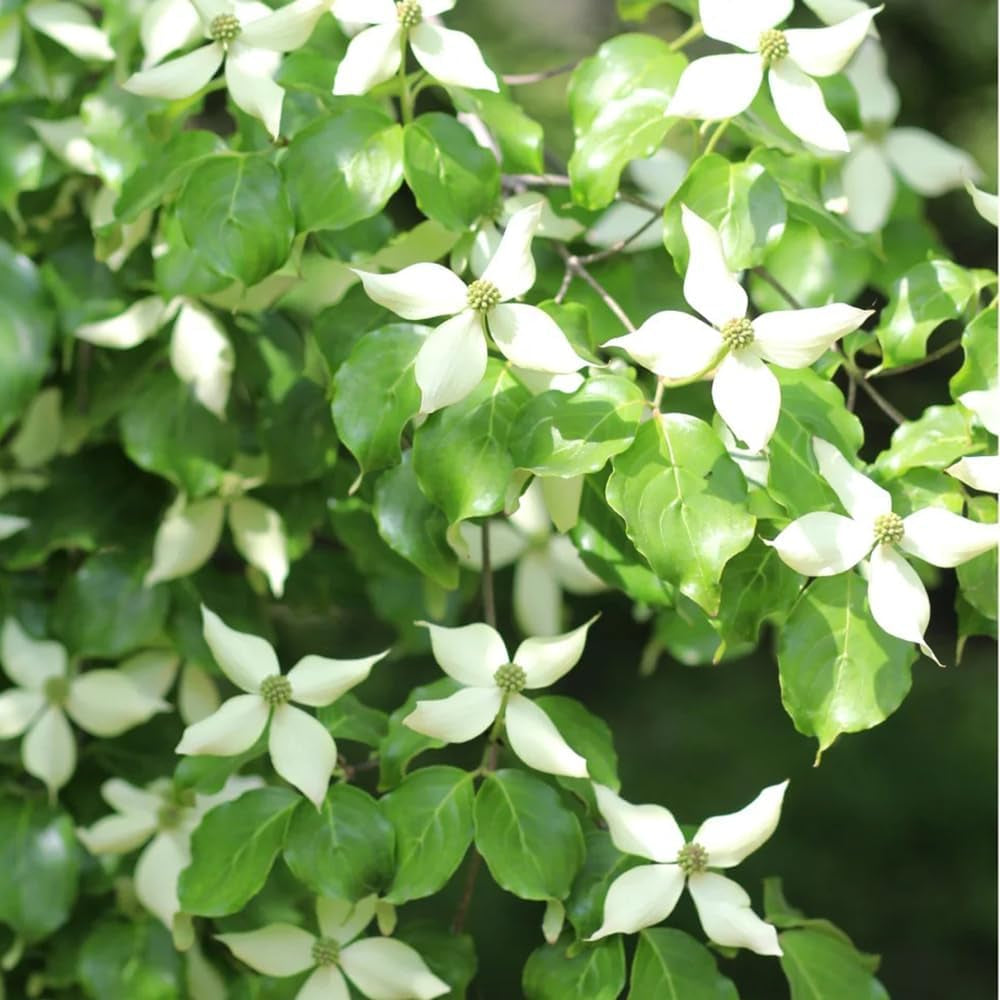Cornus Kousa, Balkonpflanzen Hartriegel, Garten Blumensamen Mehrjährig Winterhart Blühende Sträucher Winterhart Seltene 120Samen