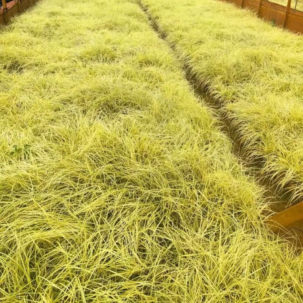 Carex Oshimensis Evergold Winterharte Ziergräser Für Kübel Sichtschutz Winterfeste Immergrüne Sträucher Winterhart Steingartenpflanzen Herbst Deko Winterharte Kübelpflanzen Seltene 200Samen