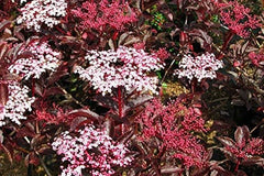 Sambucus Nigra ‚Thundercloud‘ (AGM) Wahl Lila Blatt Elder Beeren Bareroot