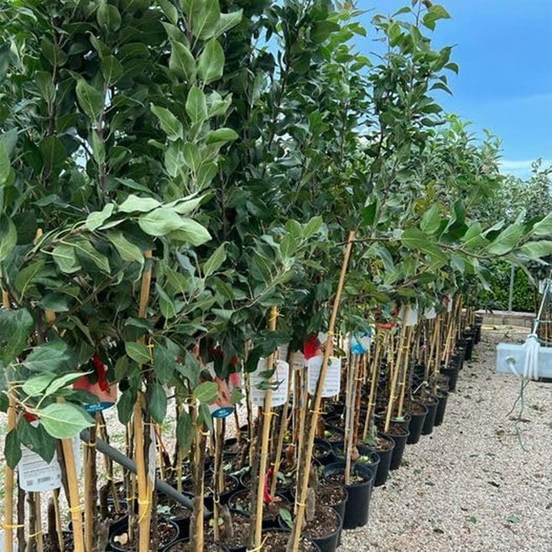 Apfelbaum Golden Ruggine – Antike Sorte, Topf Ø 26 Cm, Max. Wuchshöhe 180 Cm Alter: 4 Jahre – Italienische Baumschule