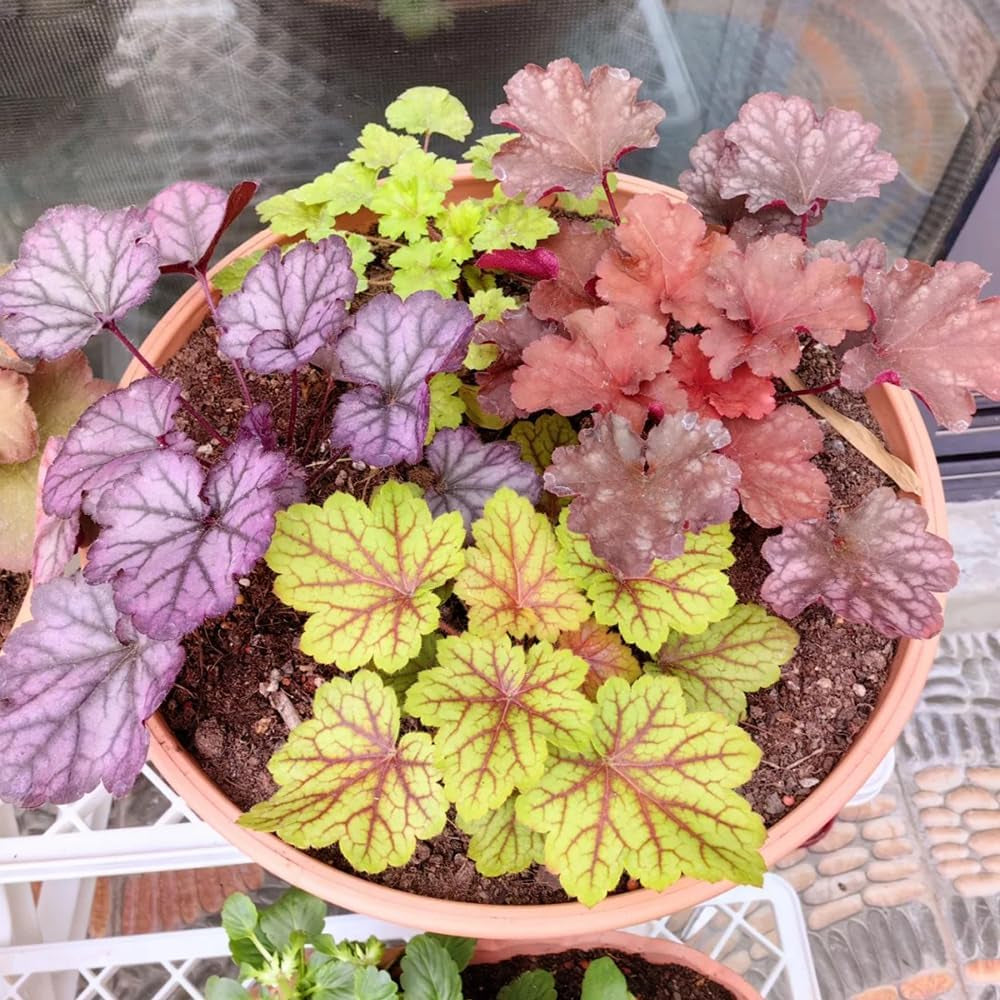 Heuchera Deko Wohnzimmer Frühlingsblumen Purpurglöckchen Kaufen Immergrüne Sträucher Hecken Heilkräuter Garten Geschenk Schnell Wachsende Sträucher Blumenwiese Für Sonnige 400Samen