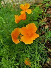 1000 kalifornských máků (Eschscholzia californica), divoká louka, včelí pastviny.