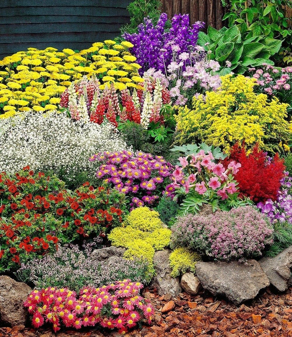 BALDUR Garten 12Er Set Großer Staudengarten, Pflanzen Im 7X7 Cm-Topf, Begeistert Jedes Jahr Mit Seiner Blütenfülle, Buntes Staudenbeet, Winterhart, Bienenfreundlich, Für Beete & Naturgärten
