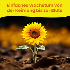 LERAVA® Sonnenblumen Samen Set (4 druhy) - Riesige gelbe & rote Sonnenblume - Zwerg und Sungold Teddy - Premium Sonnenblumensamen für Garten und Balkon - Blumensamen Geschenk für Hobbygärtner