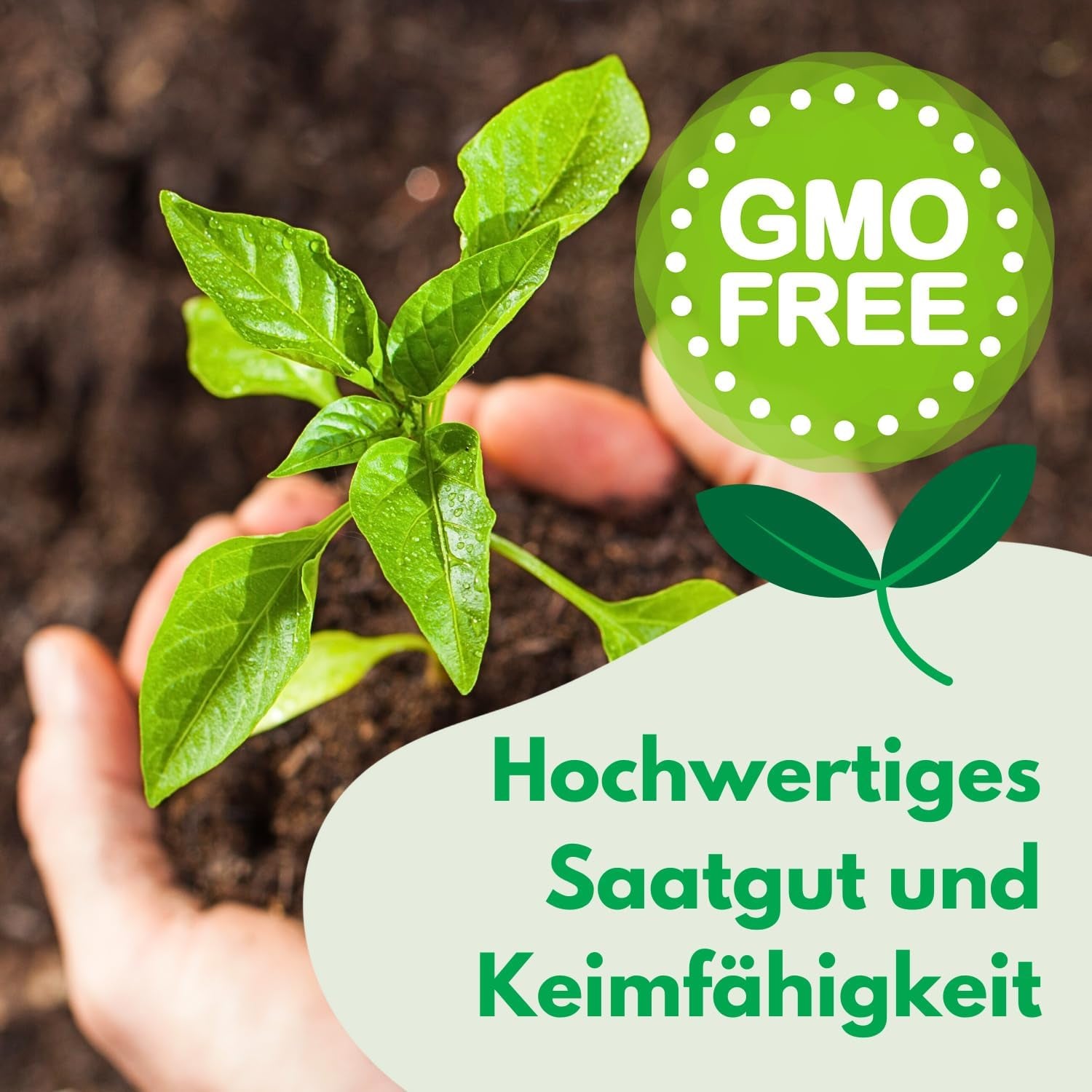 Cosmos Sensation Mix 1g semínek, Cosmos Mix Letní květiny, Zahradní rostliny Balkonové rostliny, Květinová semena