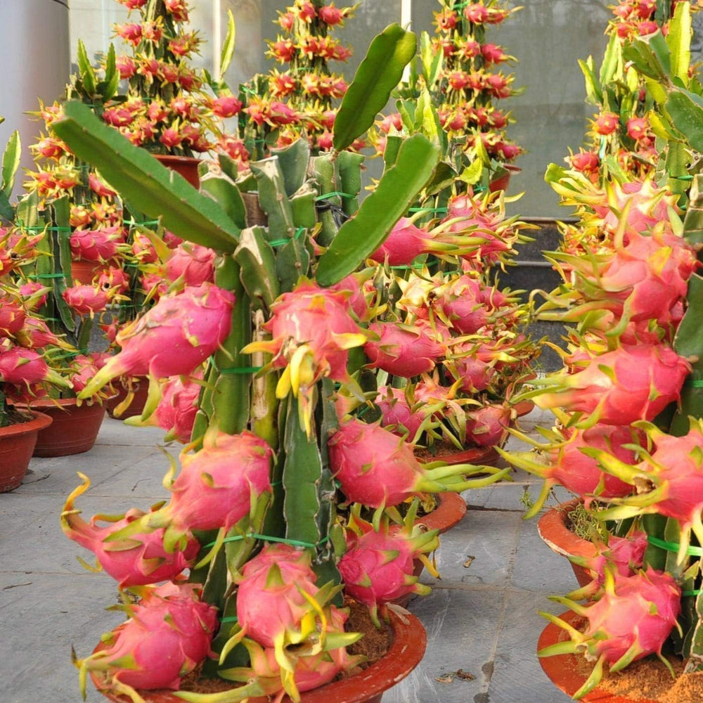 3 Pitaya-Pflanzen, Verschiedene Sorten, Gelb, Rot, Weiß, 30 – 40 Cm, Drachenfrucht, Zamoran, Guyute, Golden Yellow Vivaio Amazonseeds