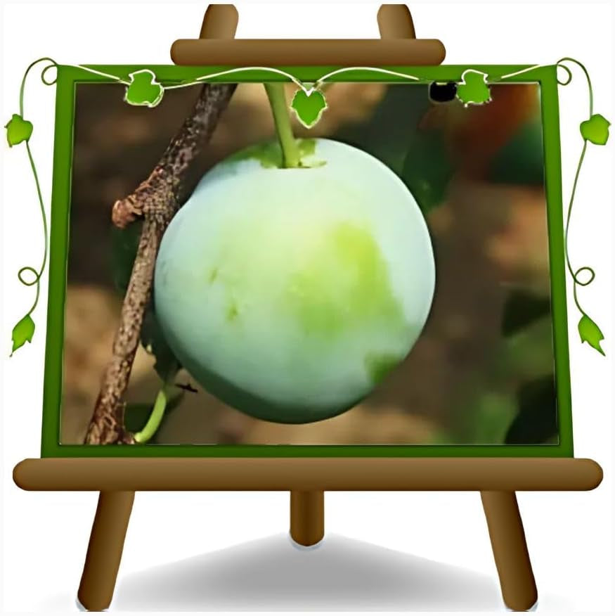 Regina Pflaumen Claudia Verde - Obstpflanze Alte Frucht Auf Blumentopf 20 - Baum Max 170 Cm – 2 Jahre Anbau Italien