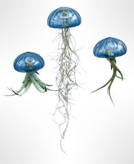 Tillandsien Pflanze - Luftpflanze Echt - Air Plants - Tilldandsia - 1 X Quallenpflanze Mit Seeigel Aus Blauem Glas - Bromeliengewächs - Spanisches Moos - Luftpflanzen Halterung - Trendyairplants