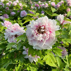 Pfingstrosenzwiebeln - Balkon Deko Exotische Winterhart Hochbeet 3Pcs