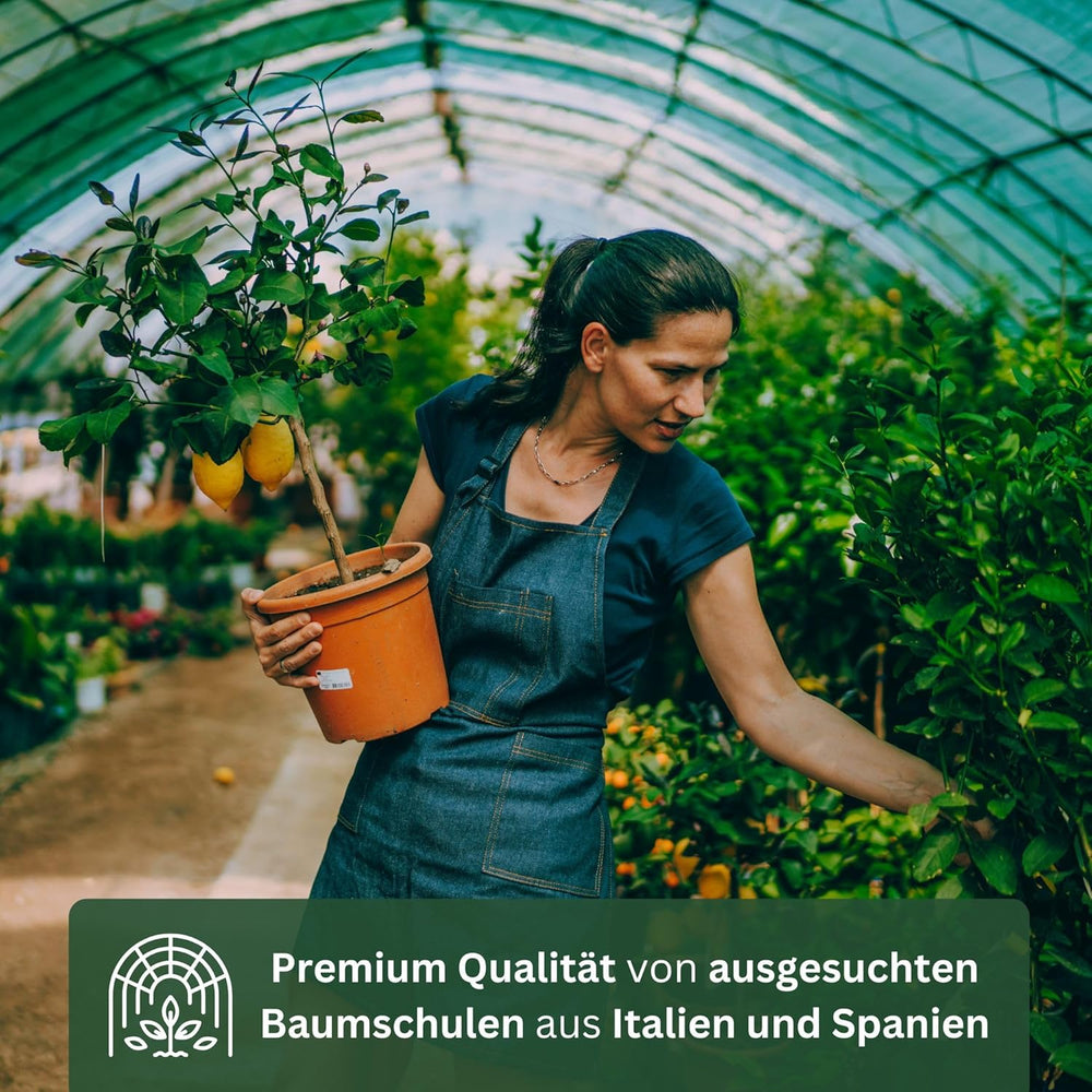 Pomeranč z My Oranjeria - pravý pomeranč - citrusová rostlina - Citrus sinensis - Pomeranč - roubovaný pomeranč pro zahradníky (Mezzo [M])